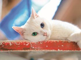 幸運を呼ぶオッドアイの猫　商店街を散歩、人と縁を結ぶ