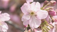東かがわ市で河津桜 約80本が見頃