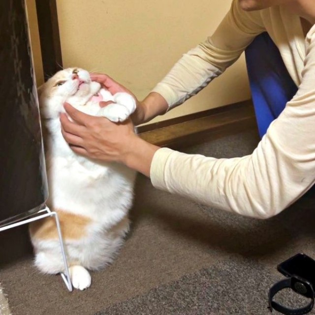 お兄ちゃんに抱っこされるたびに虚無顔になるチョムスケくん（画像提供：あんしゃろちょむさん）