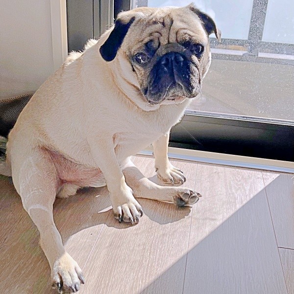 日向ぼっこをしているうーぺーくん （画像提供：パグのうーぺーさん）
