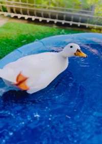 ちょっと目を離すとこれ（提供：あひらあにごう＠✨ The best professional athlete 💫さん）