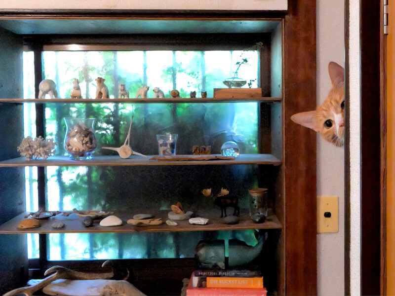 石川の海辺で拾ったものの棚。猫の足場を作らない並べ方で、飛び乗り防止。