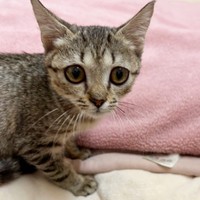 1歳を迎える前には少しずつふっくらとしてきたちゃちゃまるちゃん（画像提供：ろばちゃむさん）