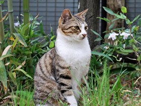 野良猫にエサをやったらダメなの？