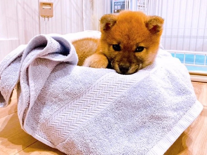 家にきたころの「大吉」