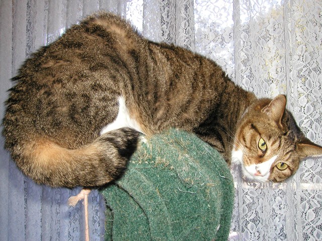 他の猫と仲良くできないものの、ケンカをすることはありませんでした