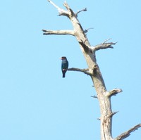 木の枝で確認された個体　2026年4月28日　提供：日本野鳥の会 岡山県支部