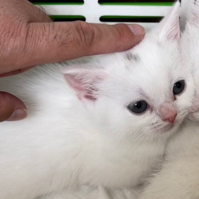 子猫の頃のしらたまちゃん＝月としらたまさん（@wataneko_tsuki）提供