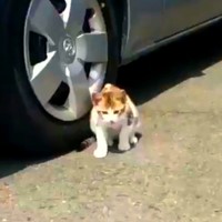 保護前、車の下に身を隠していたサブちゃん（画像提供：KIYOKOさん）