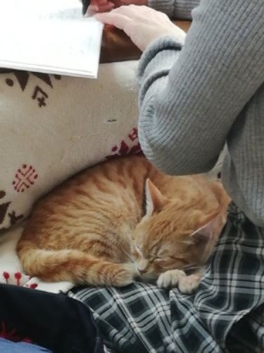 取材中、筆者の膝ですやすや…つらいことがあったのに、人をこわがらないのです