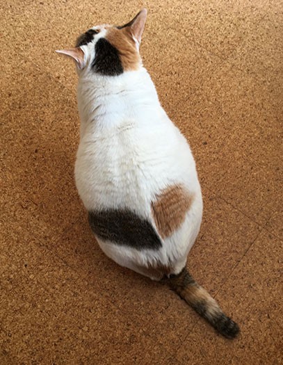 ミケコは「自己主張が強くお喋りなヤツ」と越膳さん