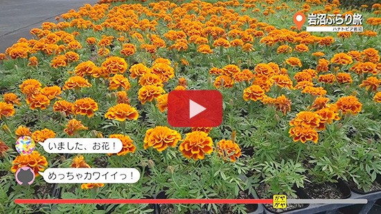 #333岩沼ぶらり旅④ハナトピア岩沼