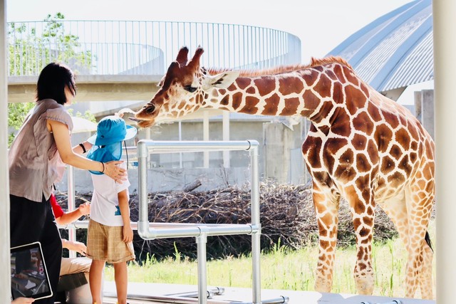 キリンガイドの様子（霞ケ浦どうぶつとみんなのいえ提供）