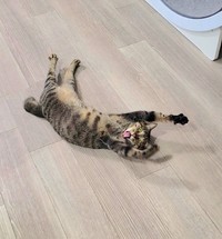 イエネコライフを満喫している元保護猫、おこめくん（画像提供：しぴこめさん）