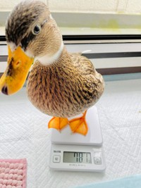 体重測定中のみゅみゅちゃん（提供：あひらあにごう＠✨ The best professional athlete 💫さん）