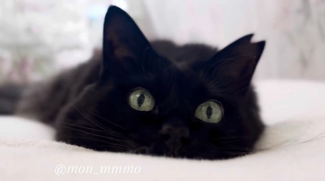 キラキラのおめめでキョロキョロする様子のもんちゃん（提供：もんちゃんさん）