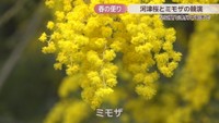 ミモザ　タケサン農園　香川・小豆島町