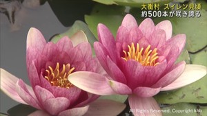 初夏を彩るスイレンの花が見頃　宮城・大衡村