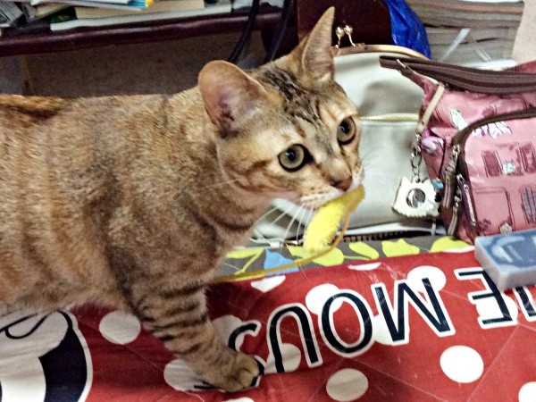 「遊んで」 おもちゃを持って来た彩月ちゃん（画像提供：彩月＆萌花にゃんさん）