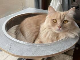 究極のくつろぎ空間？　スケルトンハンモックでまったりするサイベリアン「杏都」