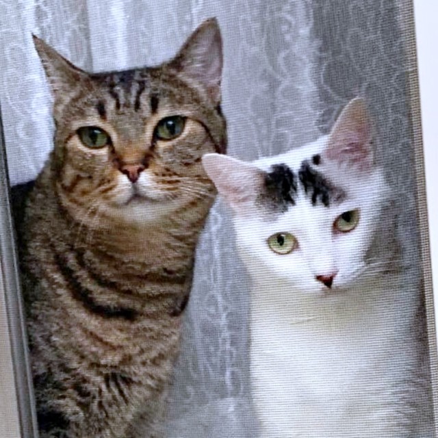 窓から飼い主さんを見つめる(左から)さくらくんとすみれちゃん（画像提供：さくら＆すみれさん）