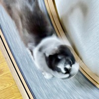 猫ドリルになったあわせちゃん（画像提供：毛玉が2匹さん）