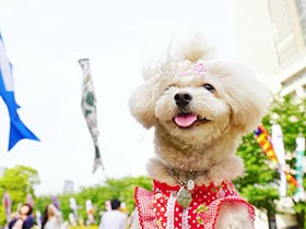 お散歩で疲れると「抱っこして～」　チワプーの「ポプリ」