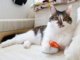 遊びたい欲求が底なし？！　おもちゃ片手に誘うMIX「もこ」