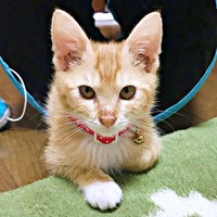 お気に入りのトンネルで遊ぶちいちゃん（画像提供：ちーちゃん-Mari-うるちゃんさん／Instagram）