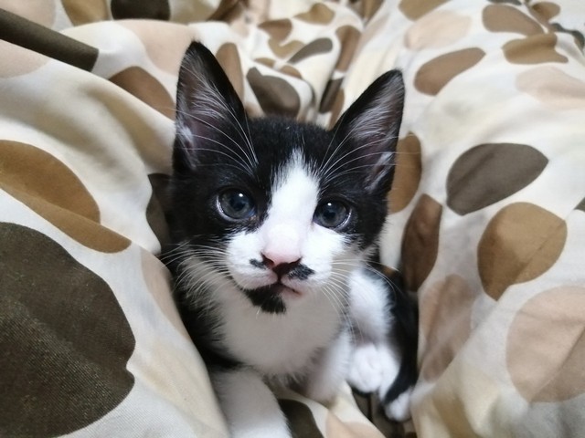 想像以上の人懐こさですぐに甘えてくれました。足の間に挟まっています