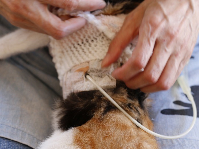 何だか痛々しいけれど、本ニャンはいたって元気！ケロッとした顔で遊びたい一心