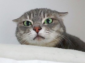 突然ガレージに現れた猫「新茶」、元気に「シャーッ！」