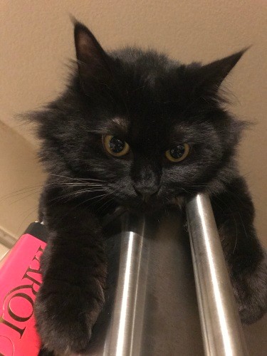 いつか黒猫３匹飼ってみたかったという典佳さん。短毛のオス、メス、そして半長毛とバラティ豊かな黒猫軍団を暮らして「今、幸せです」（典佳さん提供）