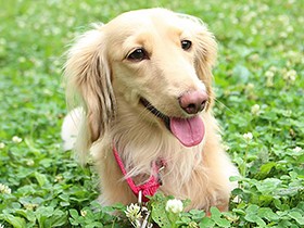 美人犬「シェリー」　外で走り回るのが大好き