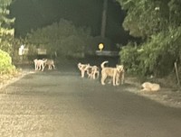 福岡県内のとあるエリアの多頭飼育現場付近。30匹ものワンコが野犬化して過ごしていました