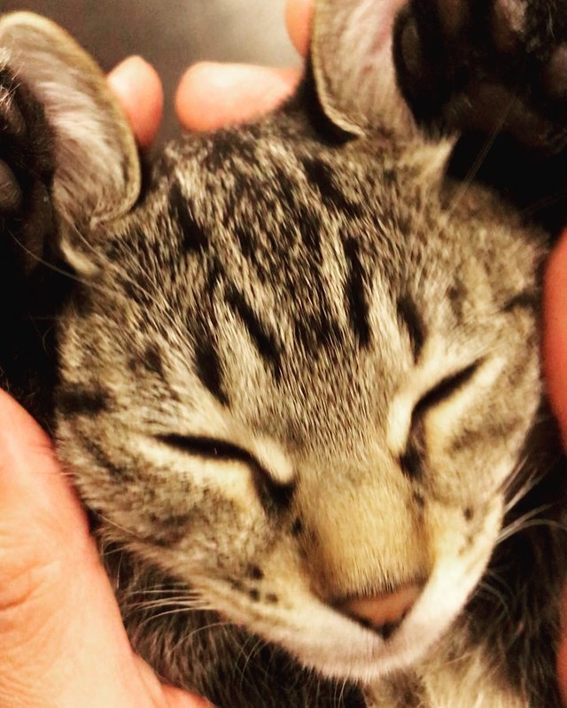 ママの手のひらに包まれるこまちゃん