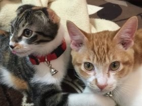 ４０代で初めての猫飼い　瀕死だった保護猫も元気に