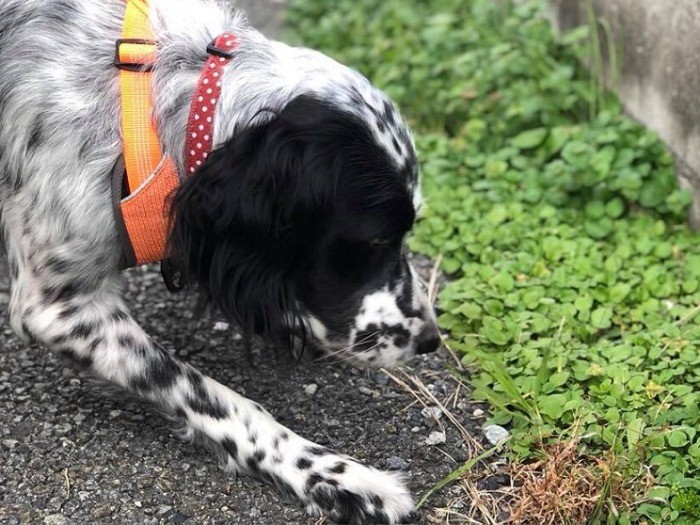 クンクン、何か発見！？