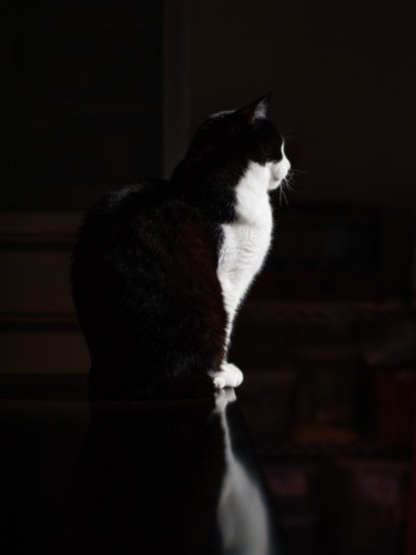 「黒に白のシックな俺」（小林写函撮影）