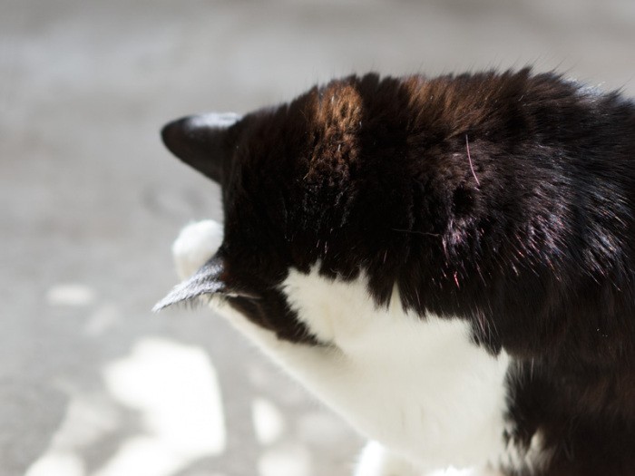 「この首まわり、近所のレストランの店主を連想するって？」（小林写函撮影）