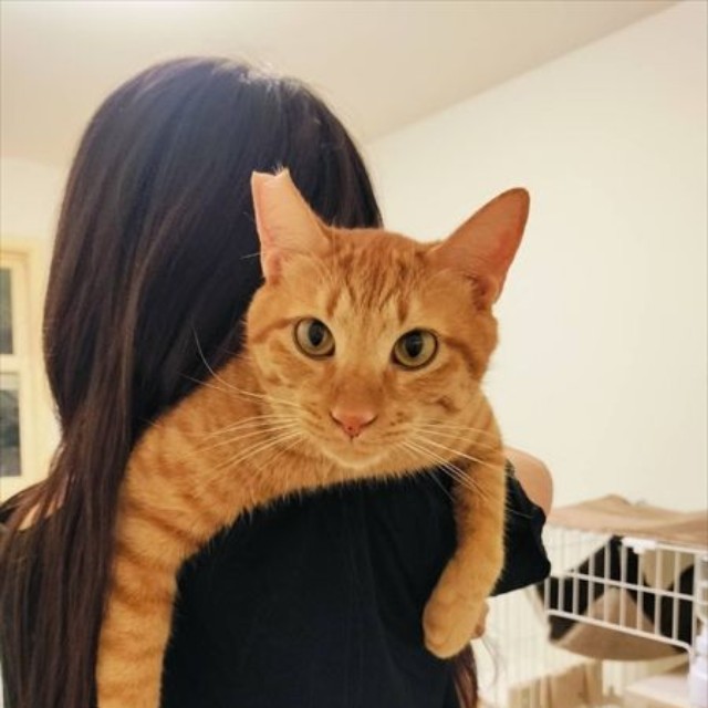 臆病だけどどんな猫にもフレンドリーなツナくん（画像提供：ムチミルさん）
