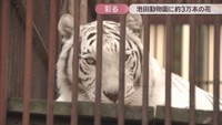 ホワイトタイガーの「サン」　池田動物園　岡山・北区