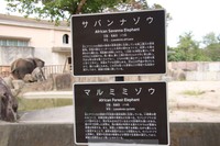 サバンナゾウ、マルミミゾウそれぞれの特徴を紹介（2025.10撮影）