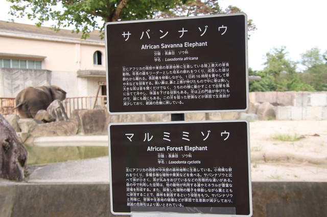サバンナゾウ、マルミミゾウそれぞれの特徴を紹介（2025.10撮影）
