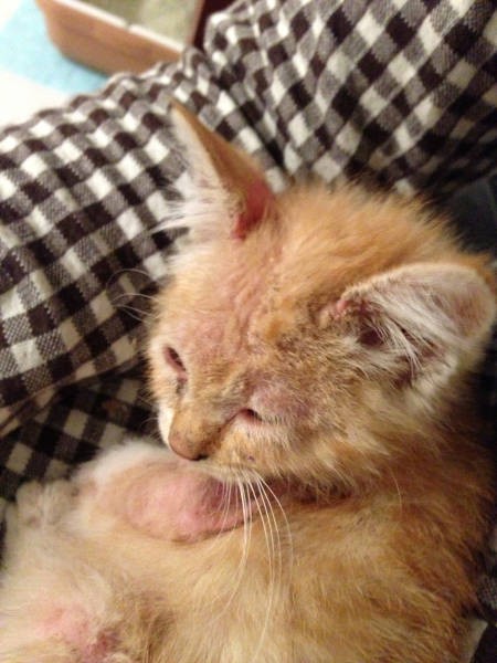 保護されてしばらくして、顔が荒れてしまったぐっぴー