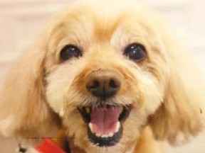 君の名は……。愛犬ぷりぷり、名付けて呼んで、愛は深まる！？