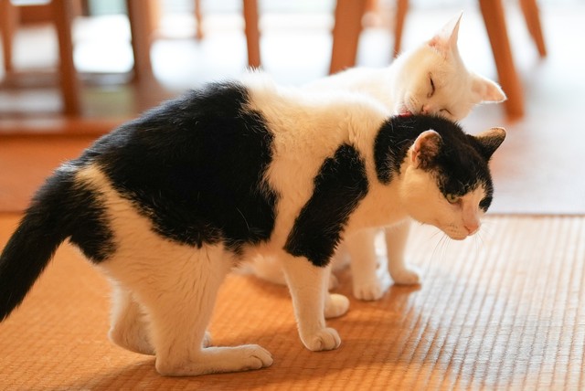 しろが蓮の体を毛繕い。２匹は兄弟のように仲がいい