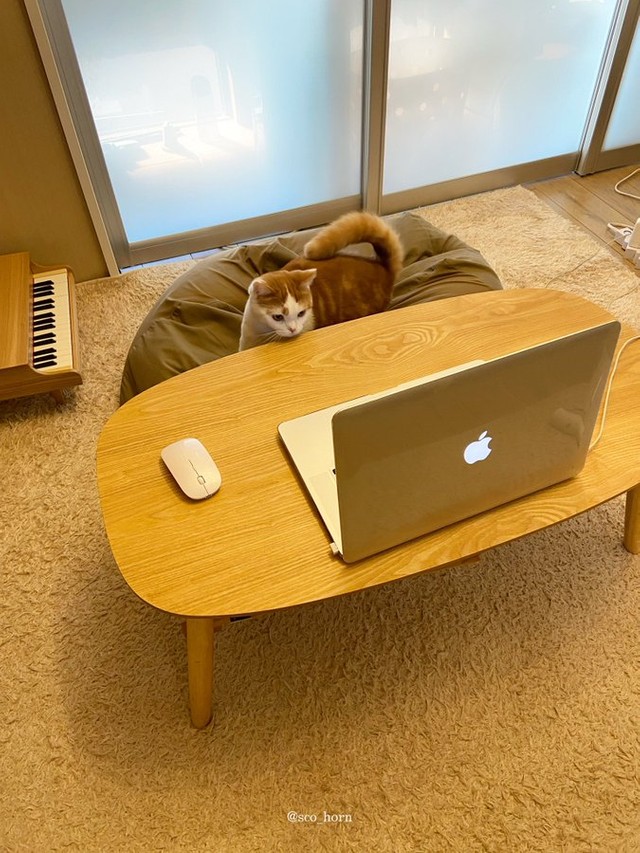 1月にもZoom会議に参加していたホルン君（@sco_horn）