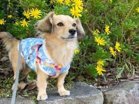 お花とのツーショット、ポーズもバッチリだワン　MIX「エル」