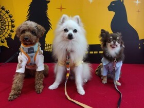 コロナ禍で買われ、すぐ手放されたチワワ　強さを発揮しイキイキと輝く